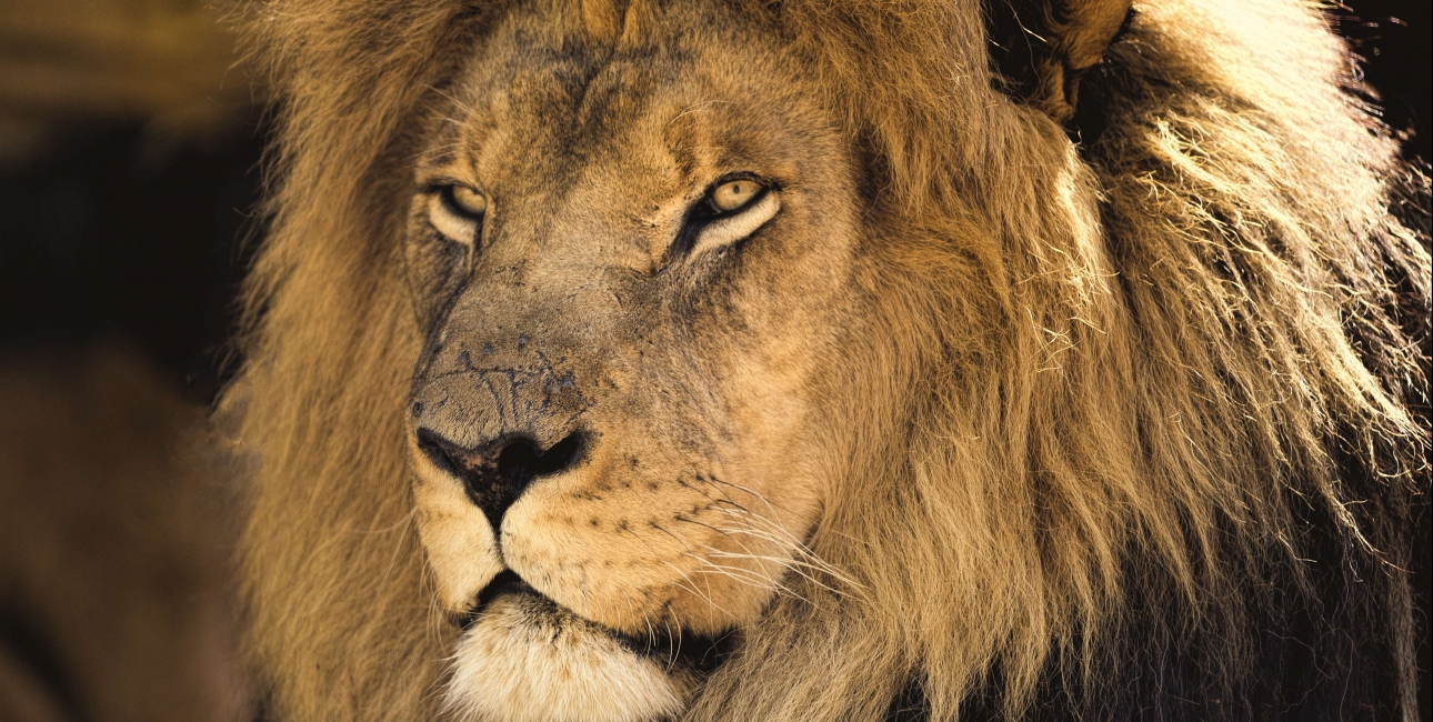 Løven Aslan i Narnia-romanerne er en tydelig parallel til Kristus. Foto: Pixabay. 