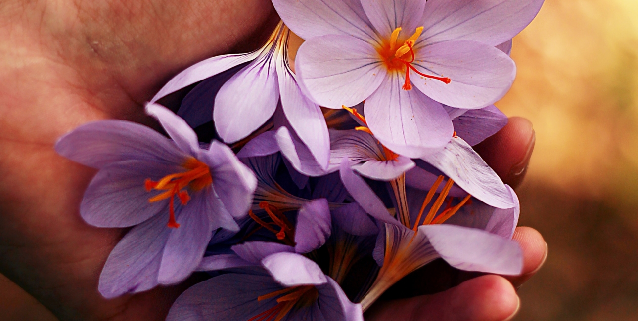 Bibelen for begyndere - Bibelens skønneste. Foto: Unsplash.