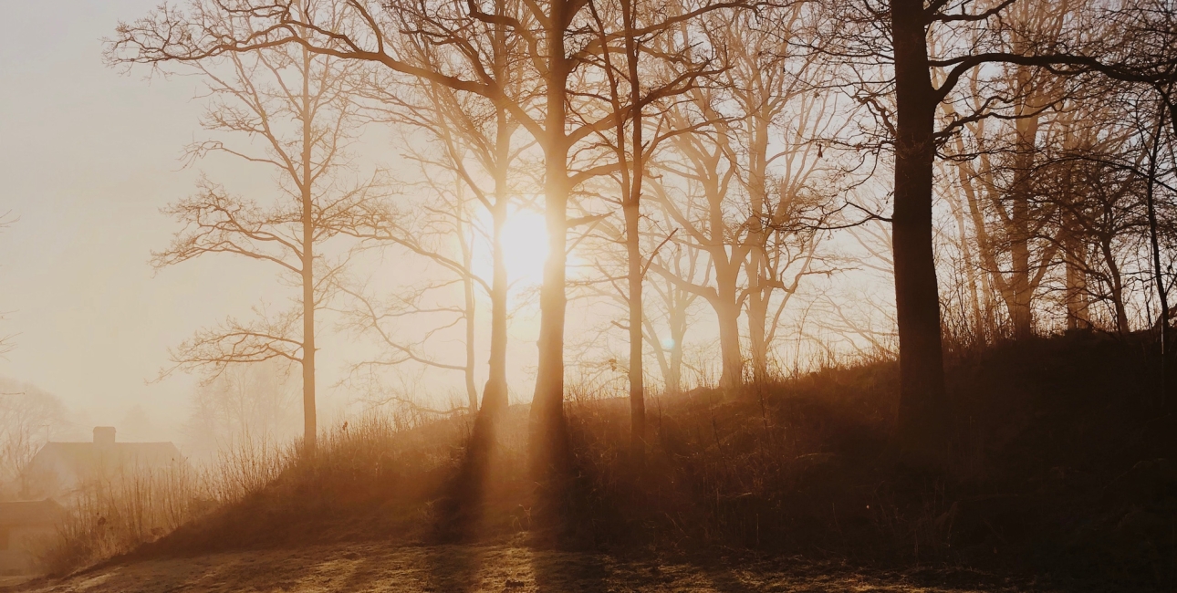 Vinterlys. Foto: Unsplash.