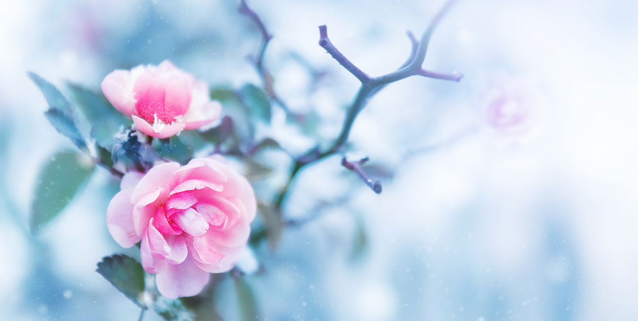 Rose, vinter. Foto: Shutterstock.
