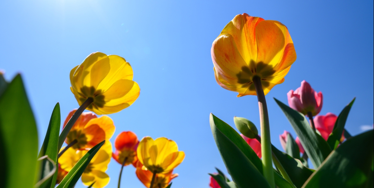 Tulipaner - himmel. Foto: Unsplash.