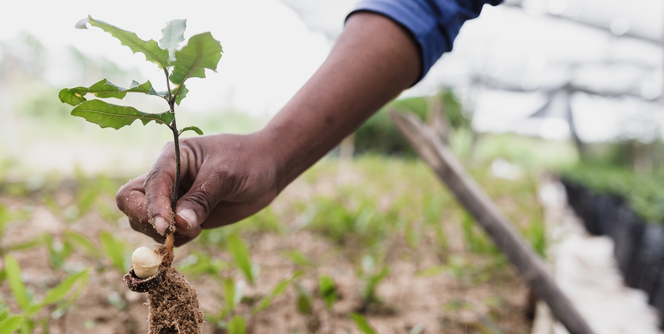 Træplantning Zambia