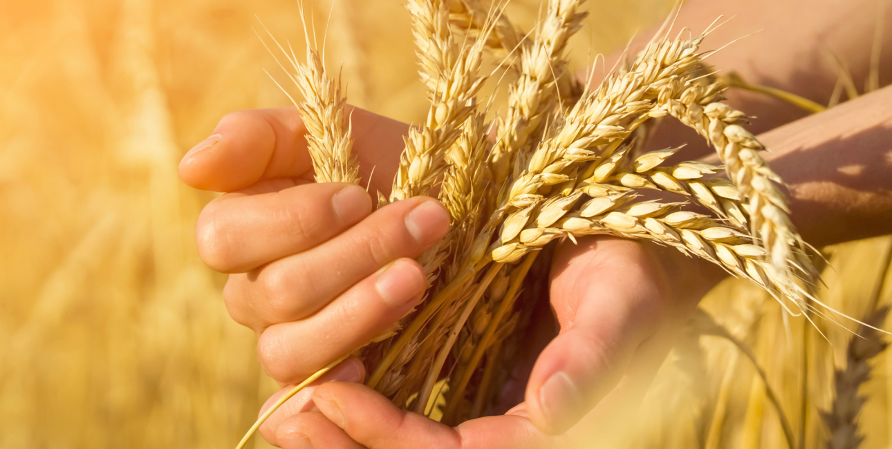 En håndfuld modne kornstrå. Foto: Shutterstock / africa_pink. 