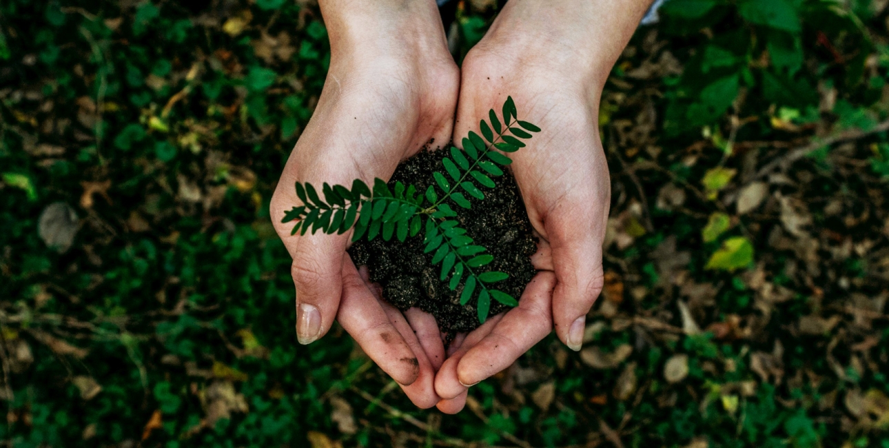 Plante holdes beskyttende i hænder. Foto: Unsplash.