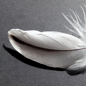 Engle er traditionelt blevet gengivet med fuglelignende vinger af fjer. Foto: Pixabay.