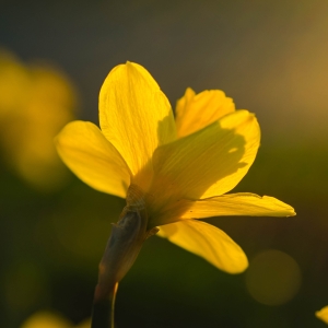 Påskelilje. Foto: Unsplash.