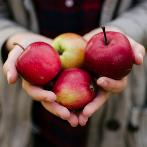 En håndfuld æbler. Foto: Unsplash.