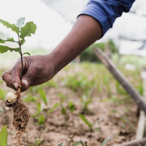 Træplantning Zambia