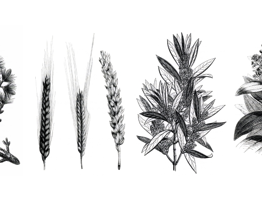 Studiematerialet Livets træ består af fire dele. Hver del er udsmykket med en smuk plante. På billedet ses alle fire planter.