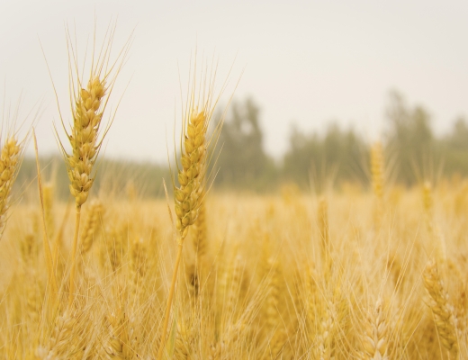 Høst har en stor plads i Bibelen og i kirken. Den maner til taknemmelighed for Guds omsorg og skaberværk og til ansvar og næstekærlighed. Foto: Pixabay.