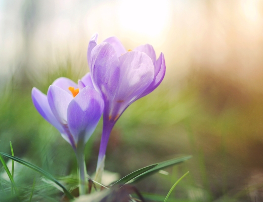 Krokus. Foto: Unsplash.