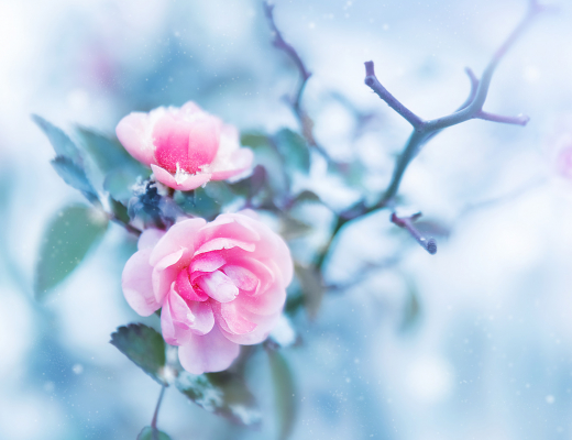 Rose, vinter. Foto: Shutterstock.