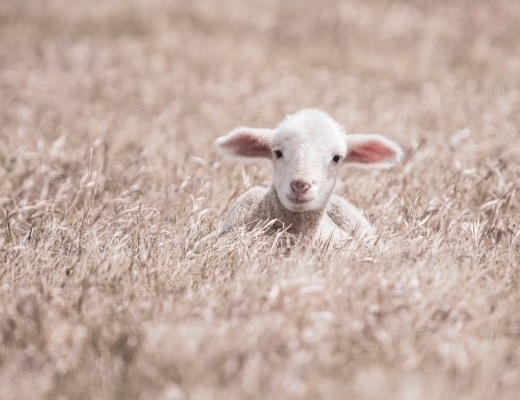 Lam. Foto: Unsplash.
