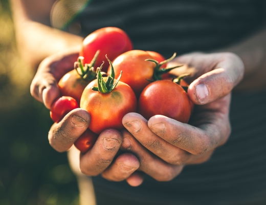 Tomater. Foto: Shutterstock / Mongione.
