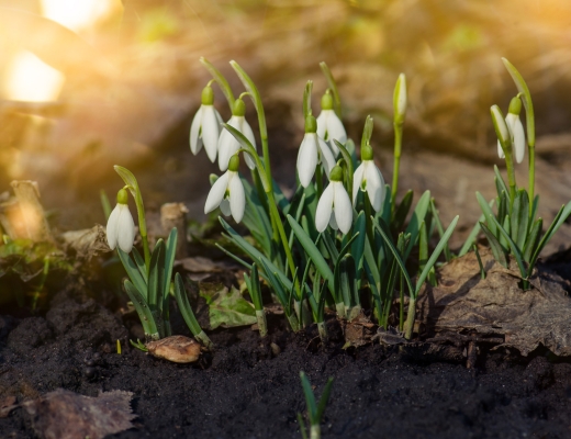 Vintergækker. Foto: Shutterstock.