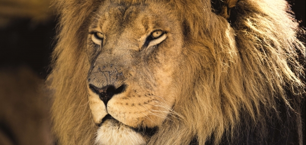 Løven Aslan i Narnia-romanerne er en tydelig parallel til Kristus. Foto: Pixabay. 