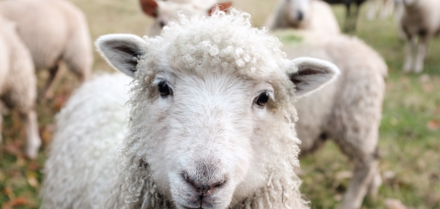 Får. Foto: Sam Carter /Unsplash