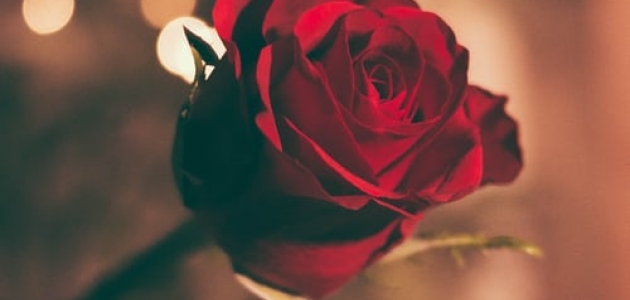 Rose. Foto: Unsplash/ Jamie Street