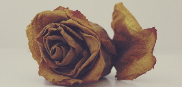 Vissen rose. Foto: Rawpixel.