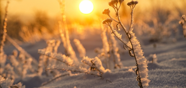 Vintersol. Foto: Pelle Zoltan / Shutterstock.