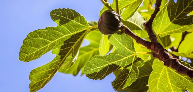 Figentræ. Foto: Unsplash.