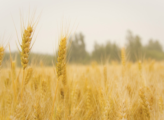 Høst har en stor plads i Bibelen og i kirken. Den maner til taknemmelighed for Guds omsorg og skaberværk og til ansvar og næstekærlighed. Foto: Pixabay.