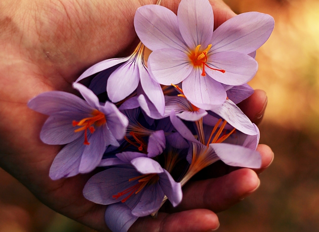 Bibelen for begyndere - Bibelens skønneste. Foto: Unsplash.