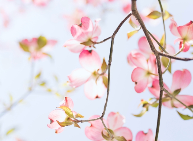 Kirsebærblomster. Foto: Unsplash.