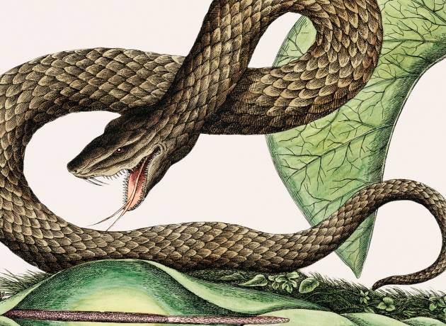 Slange. Foto: Rawpixel.