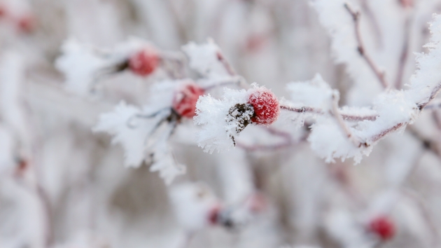 Vinterbær. Foto: Colourbox.